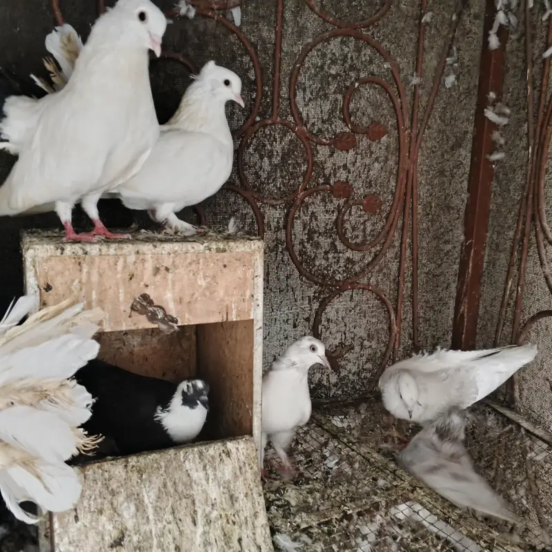 Beautiful Pigeons for Sale – Healthy & Active — photo 5