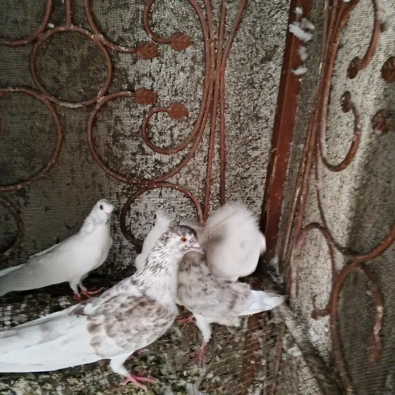 Beautiful Pigeons for Sale – Healthy & Active — photo 6