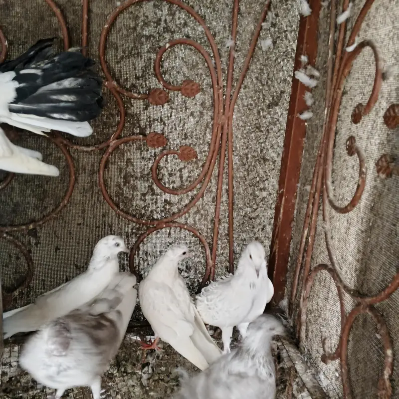 Beautiful Pigeons for Sale – Healthy & Active — photo 7