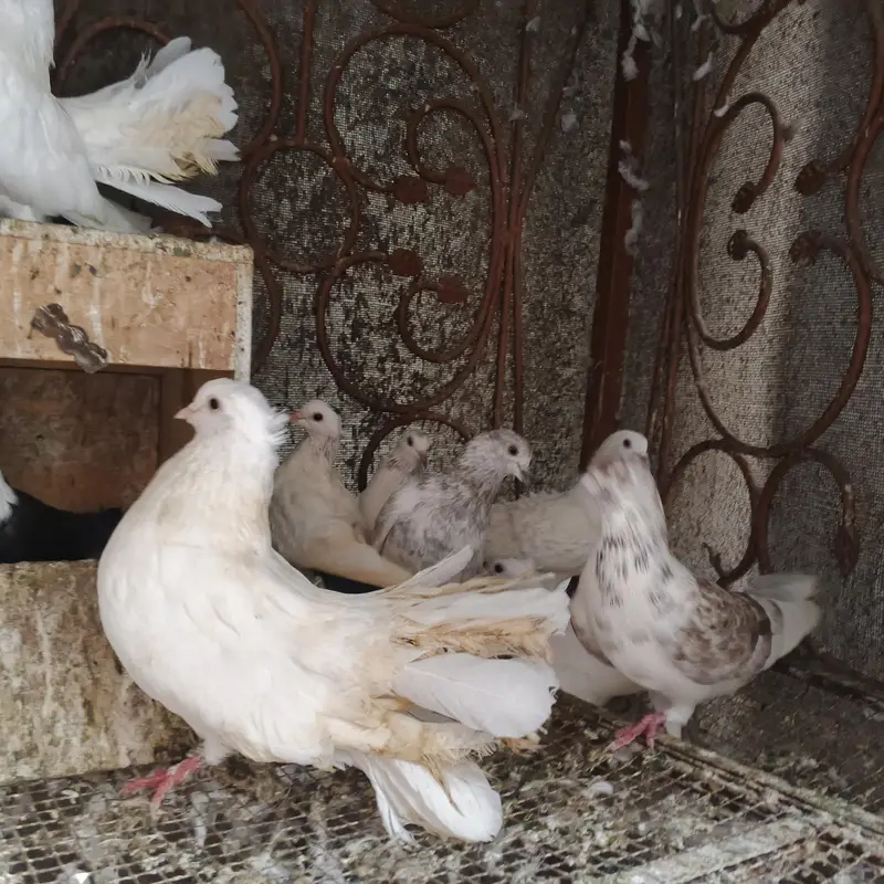 Beautiful Pigeons for Sale – Healthy & Active — photo 8