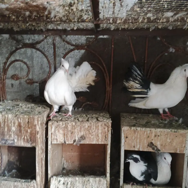 Beautiful Pigeons for Sale – Healthy & Active — photo 9