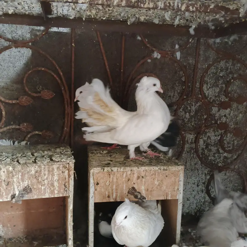 Beautiful Pigeons for Sale – Healthy & Active — photo 10