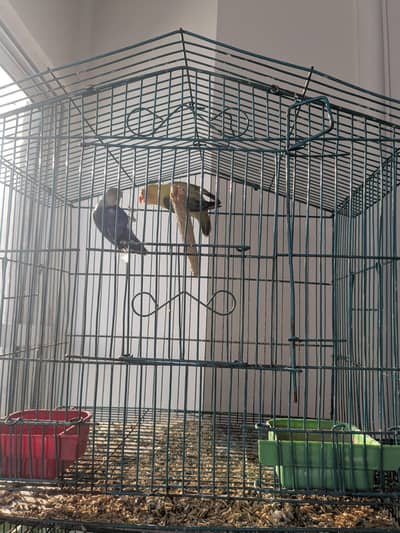 lovebirds for sale