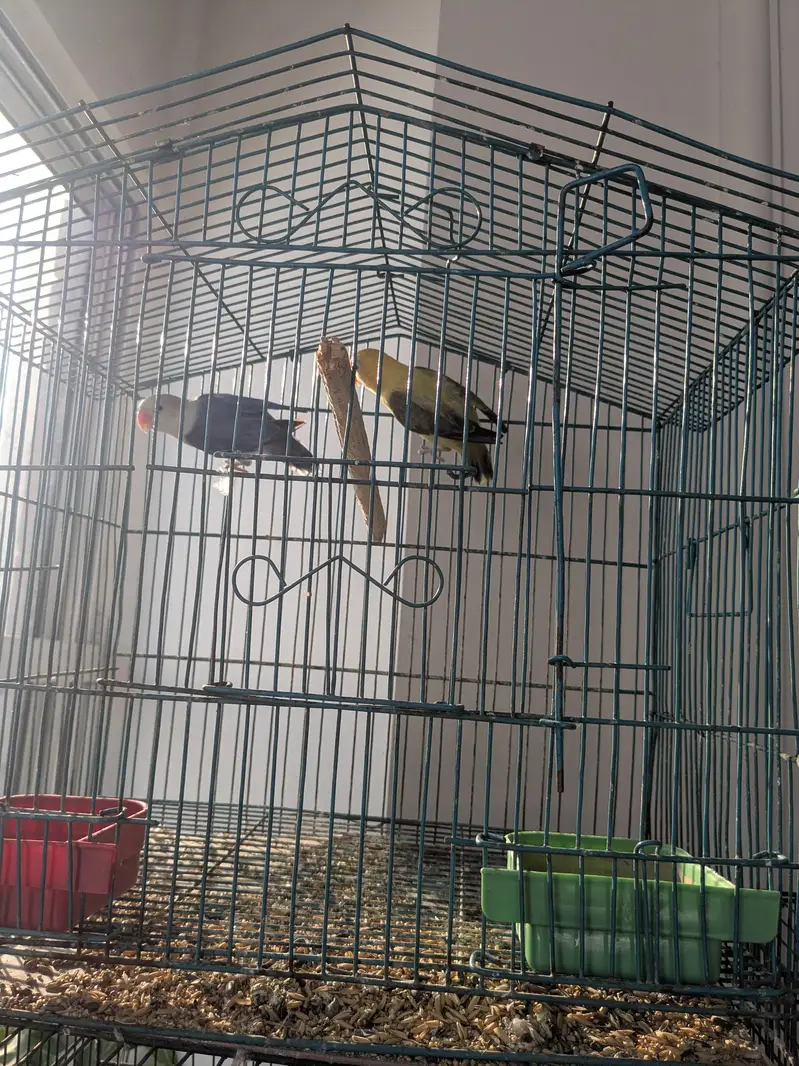 lovebirds for sale — photo 2