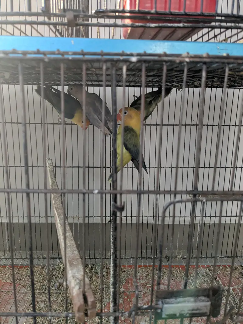 lovebirds for sale — photo 3