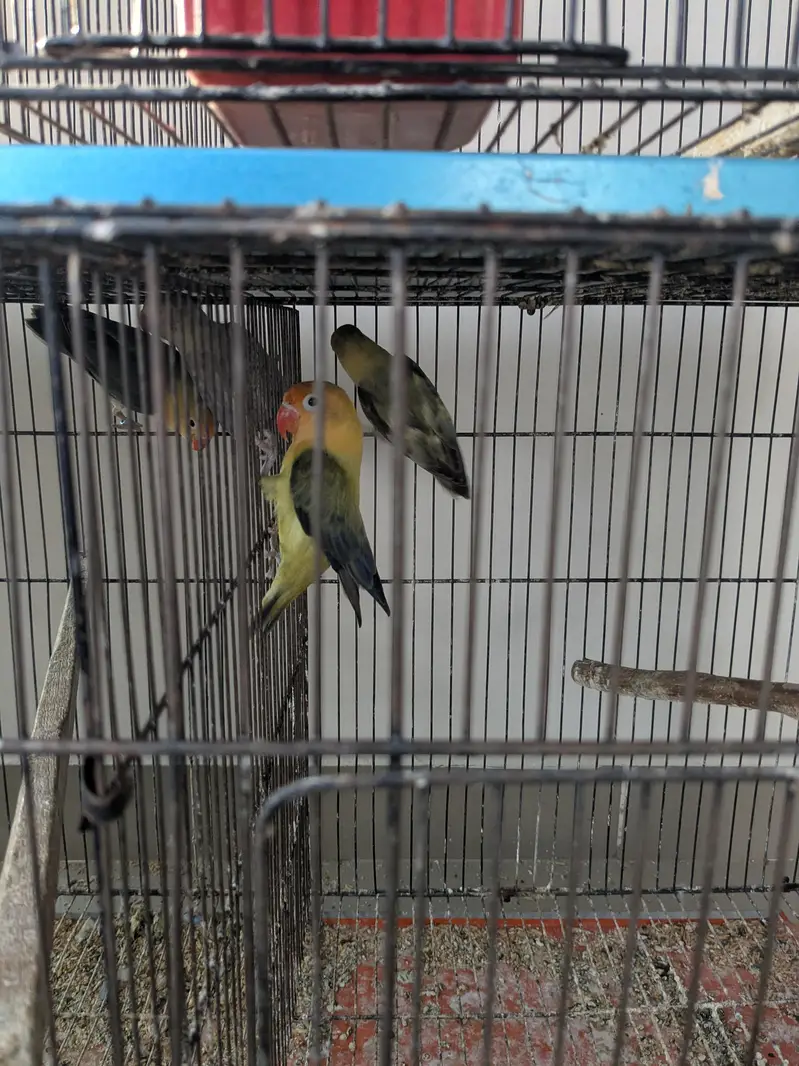 lovebirds for sale — photo 4