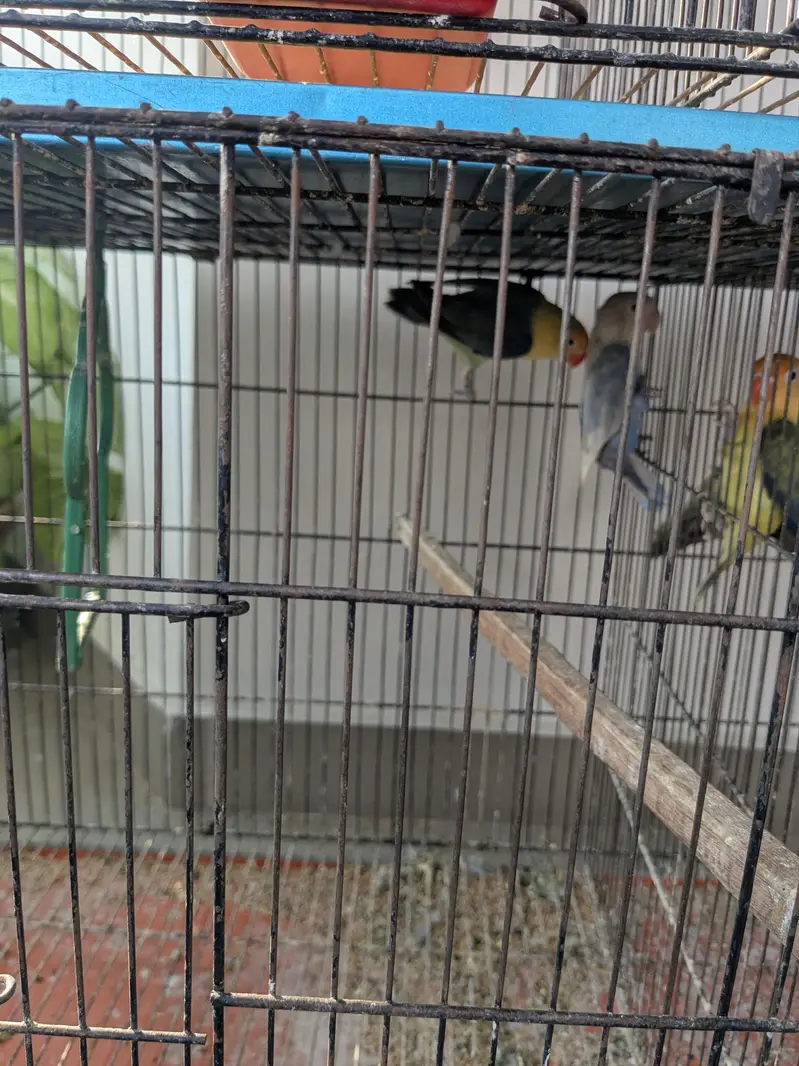 lovebirds for sale — photo 5