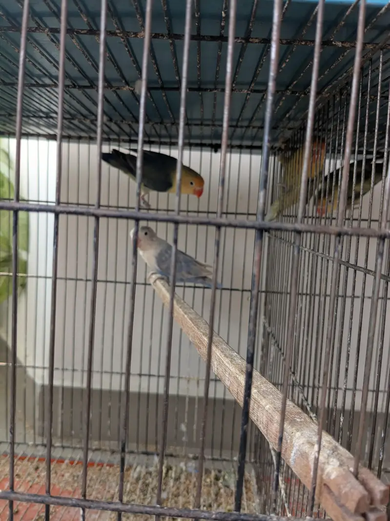 lovebirds for sale — photo 6