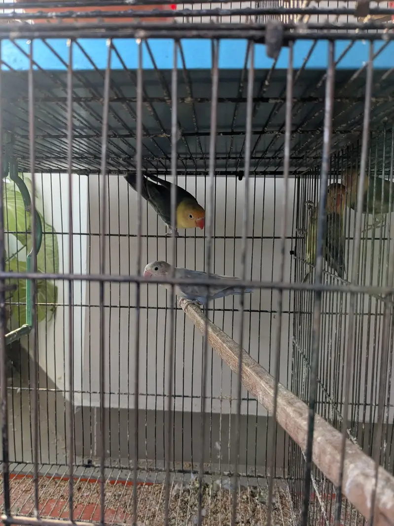 lovebirds for sale — photo 7