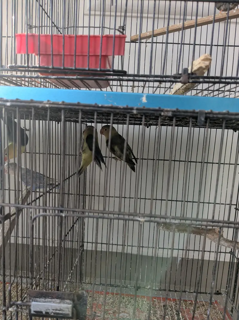 lovebirds for sale — photo 8