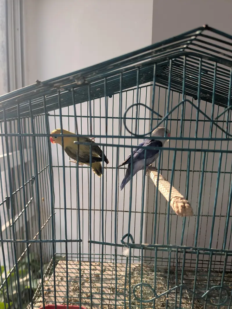 lovebirds for sale — photo 9