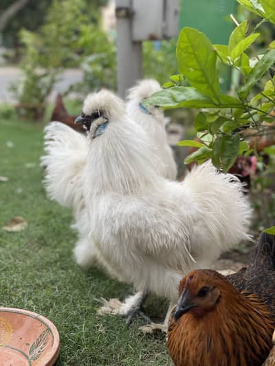 2 Male Silkie For Sale