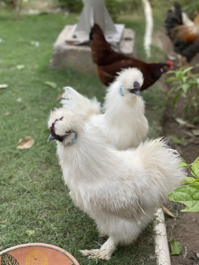 2 Male Silkie For Sale — photo 2