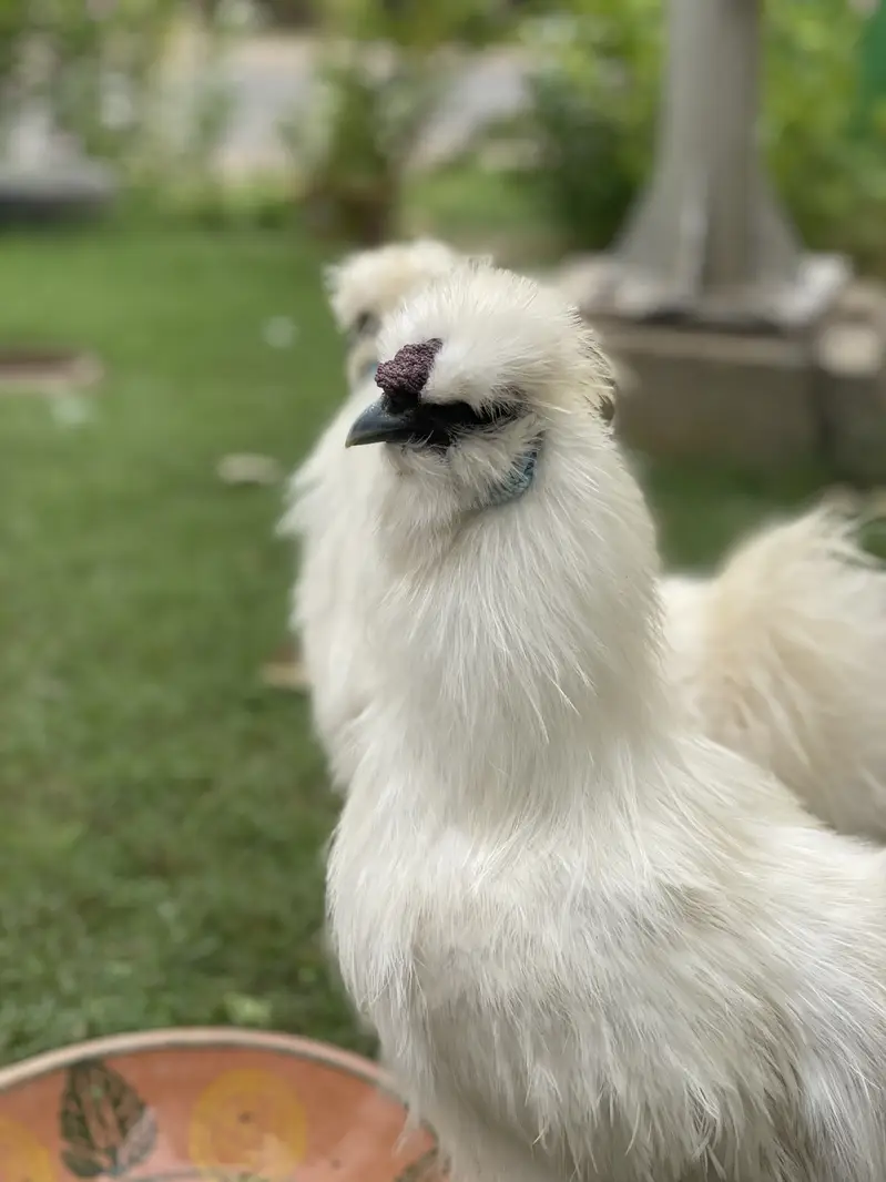 2 Male Silkie For Sale — photo 3