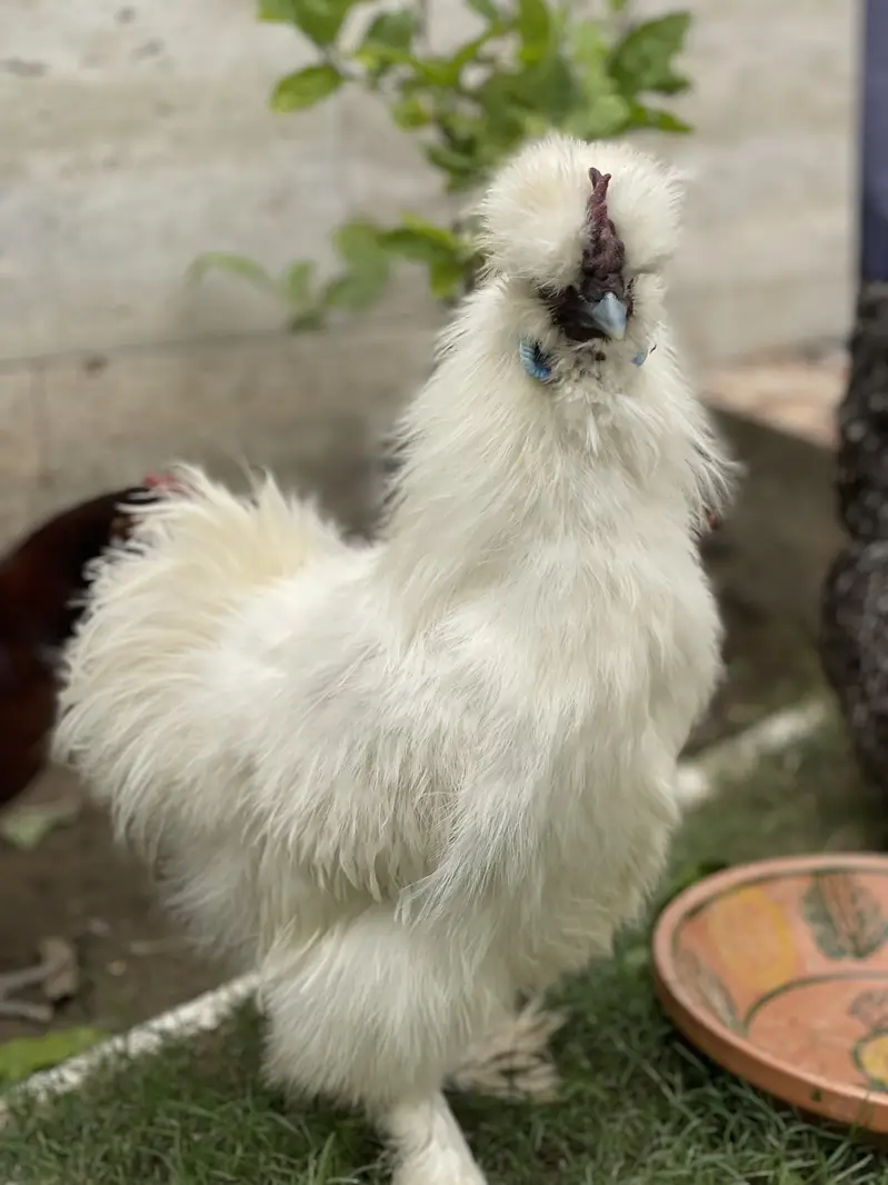 2 Male Silkie For Sale — photo 4