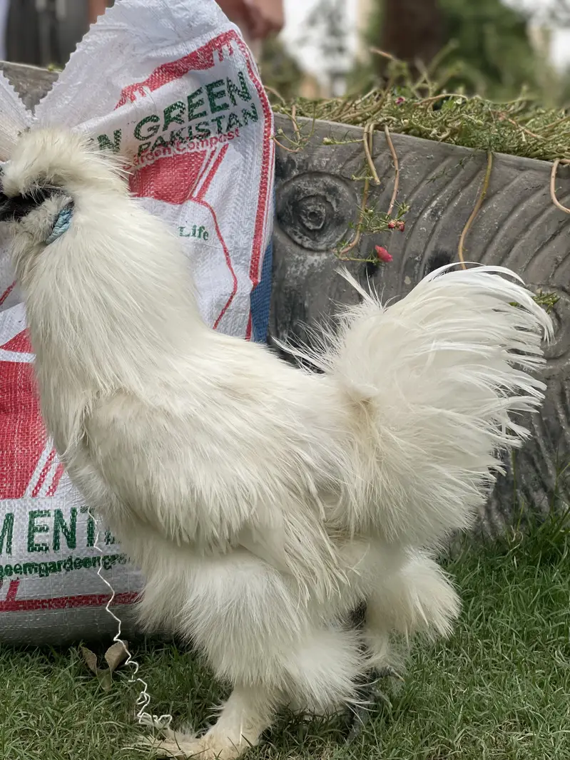 2 Male Silkie For Sale — photo 5