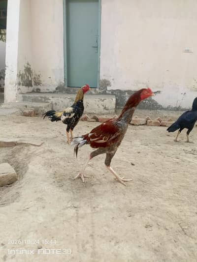 aseel patha for sale