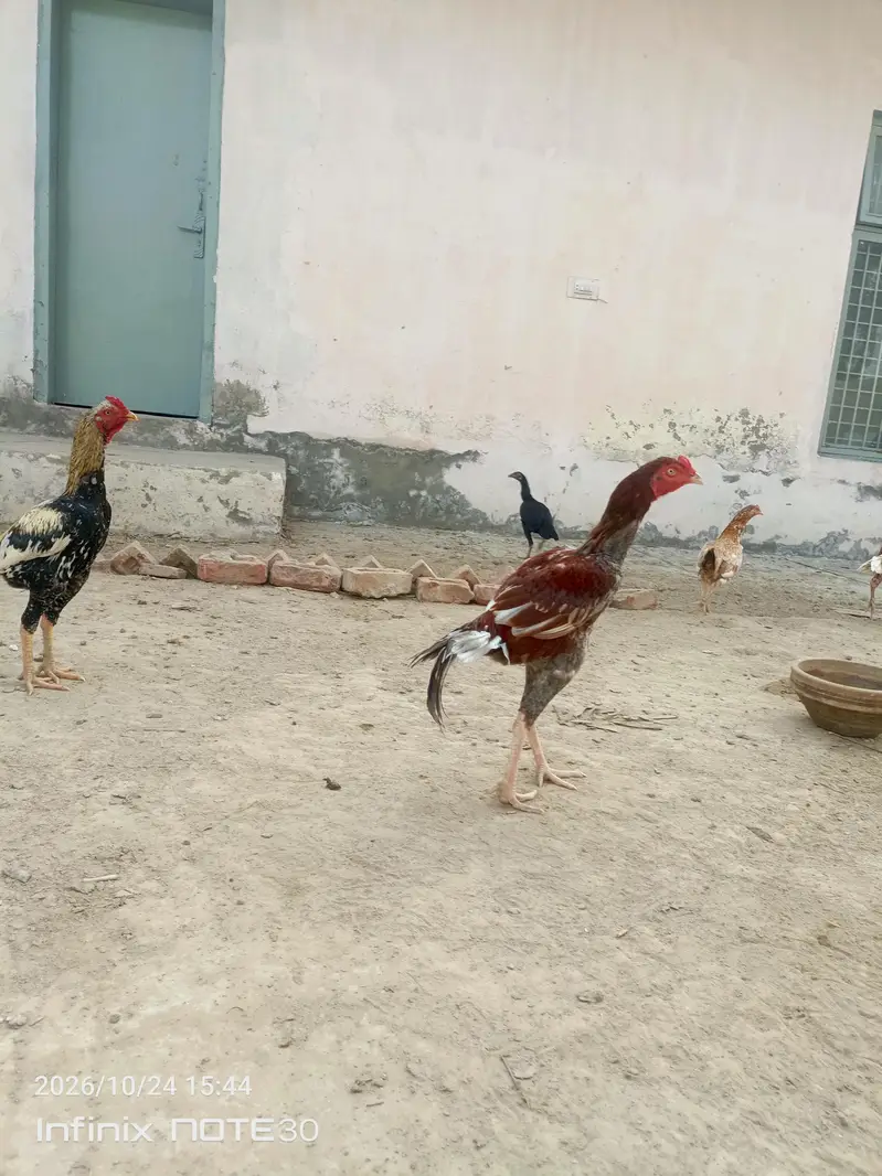 aseel patha for sale — photo 2