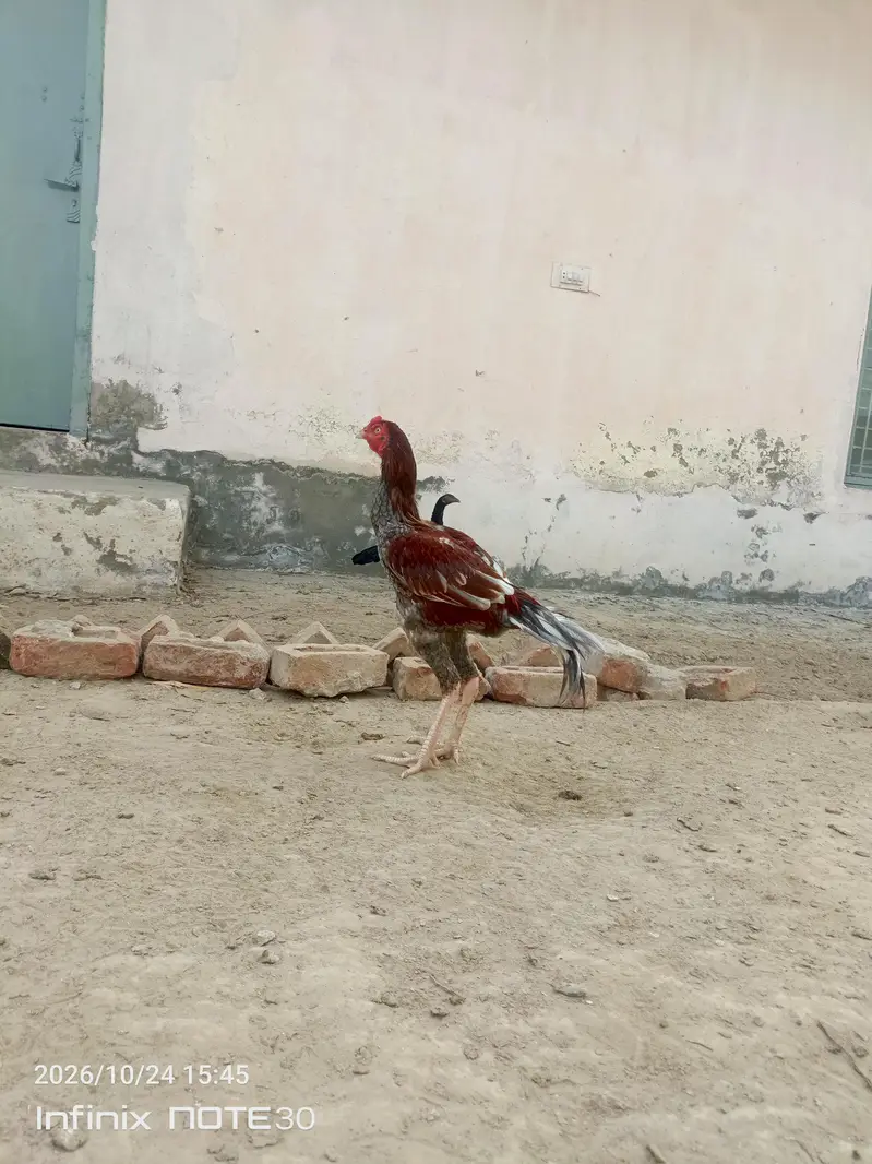 aseel patha for sale — photo 4