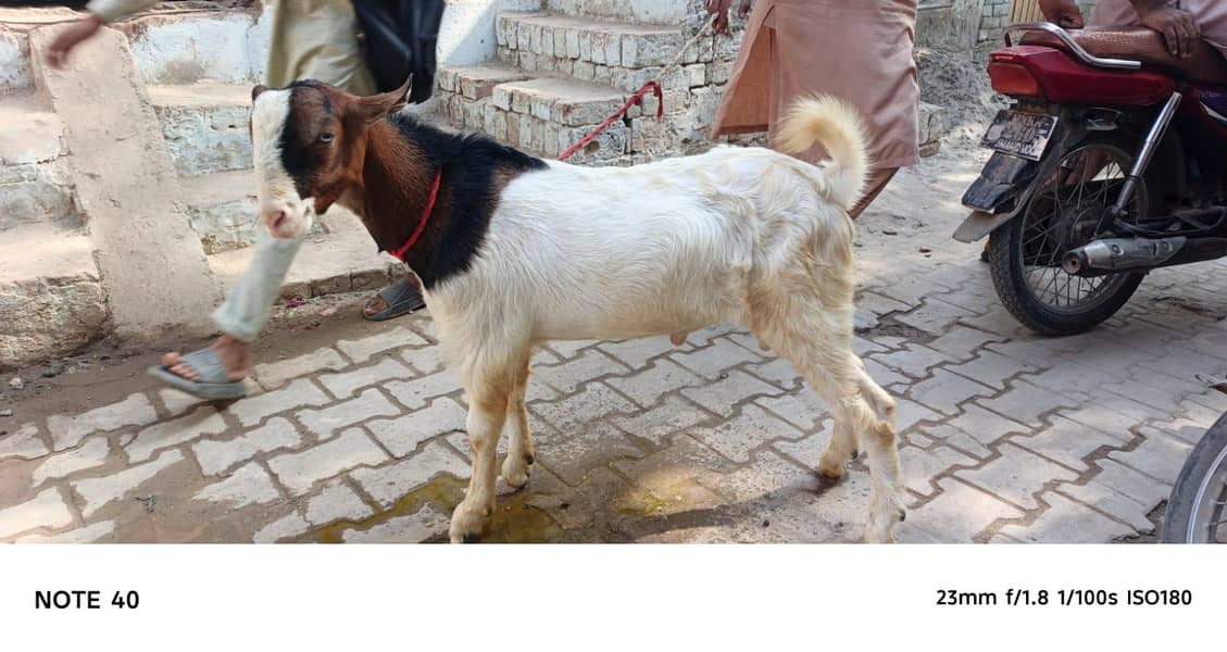Ghulabi Ablak tedda 1