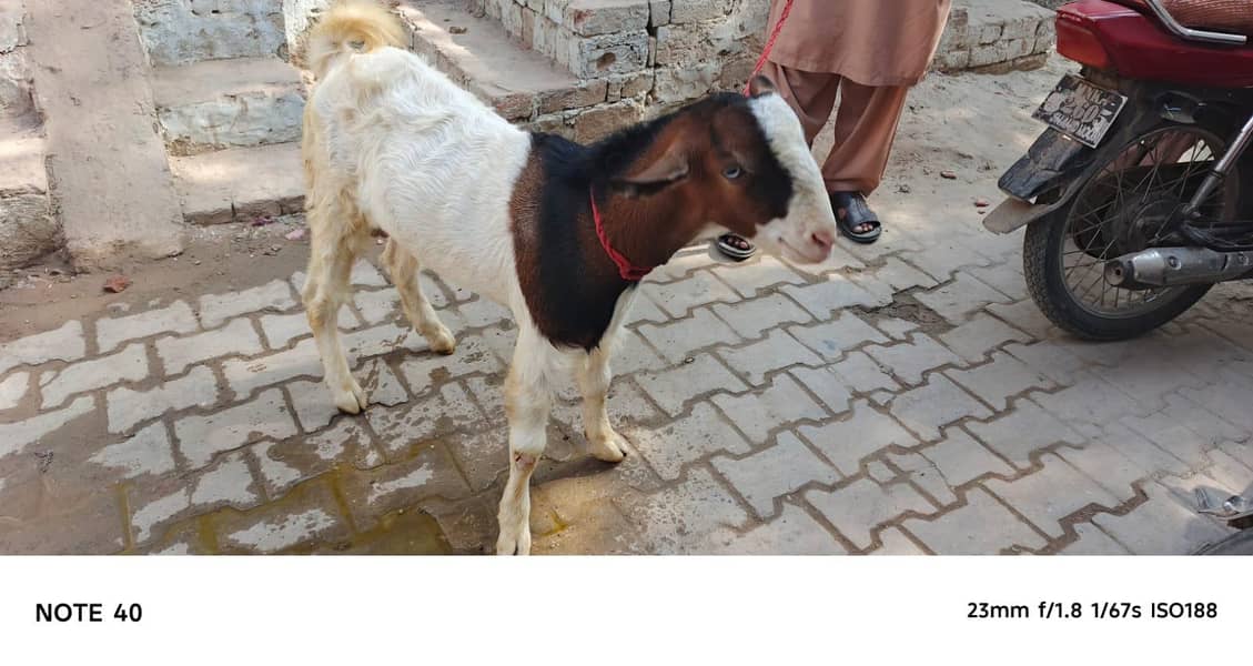 Ghulabi Ablak tedda 2