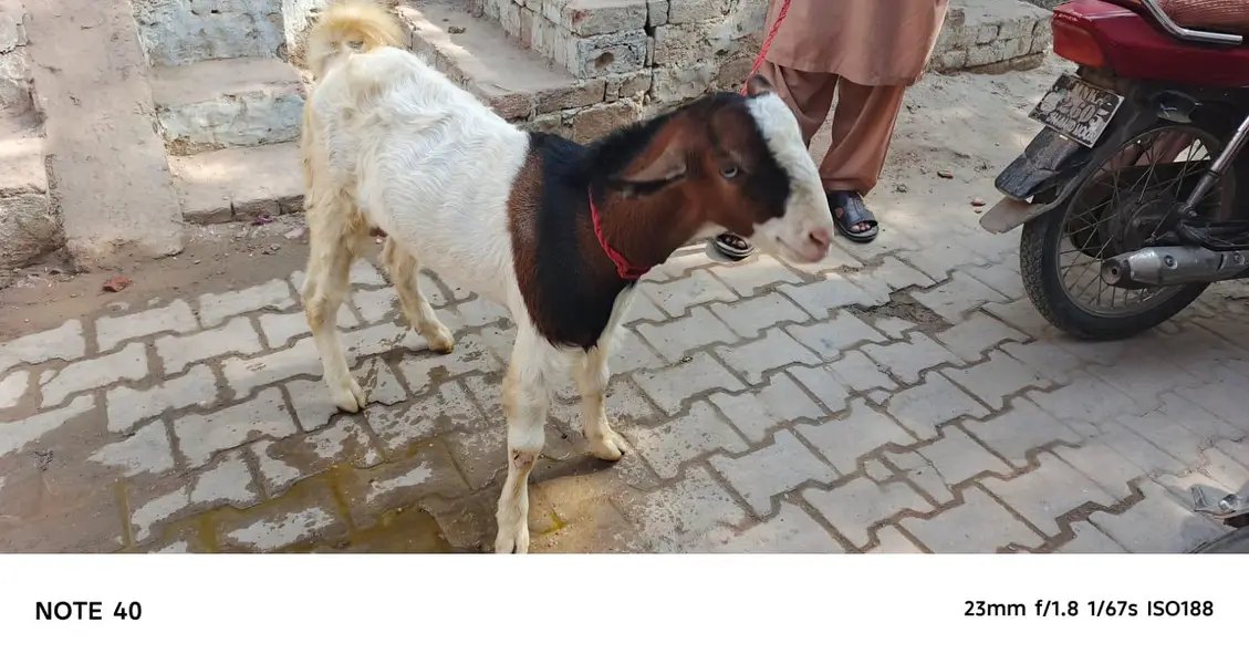 Ghulabi Ablak tedda — photo 3