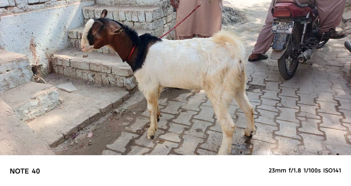 Ghulabi Ablak tedda 3