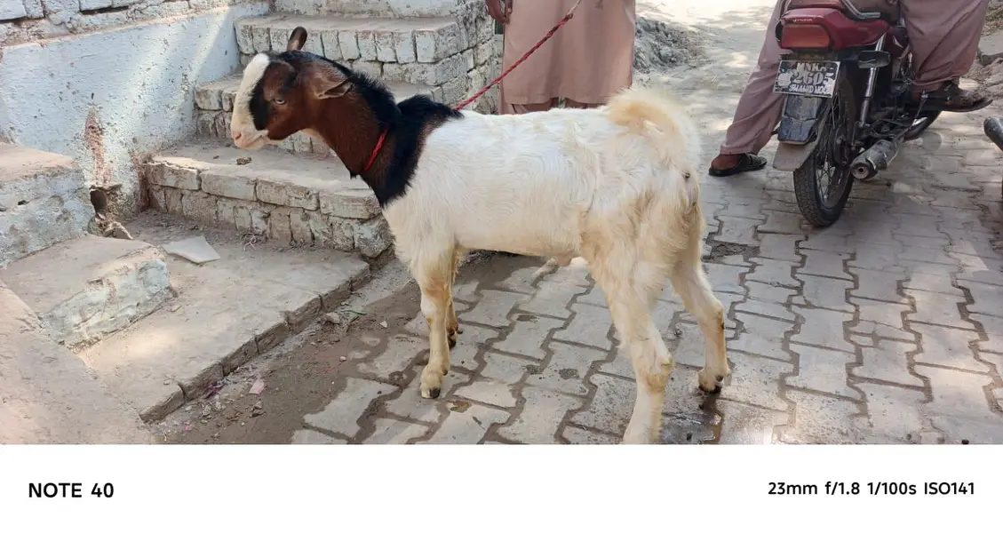 Ghulabi Ablak tedda — photo 4