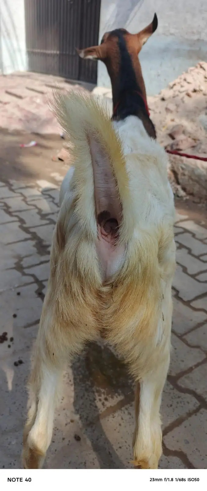 Ghulabi Ablak tedda — photo 5