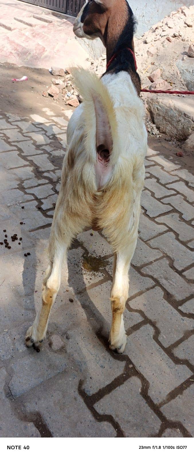 Ghulabi Ablak tedda 5