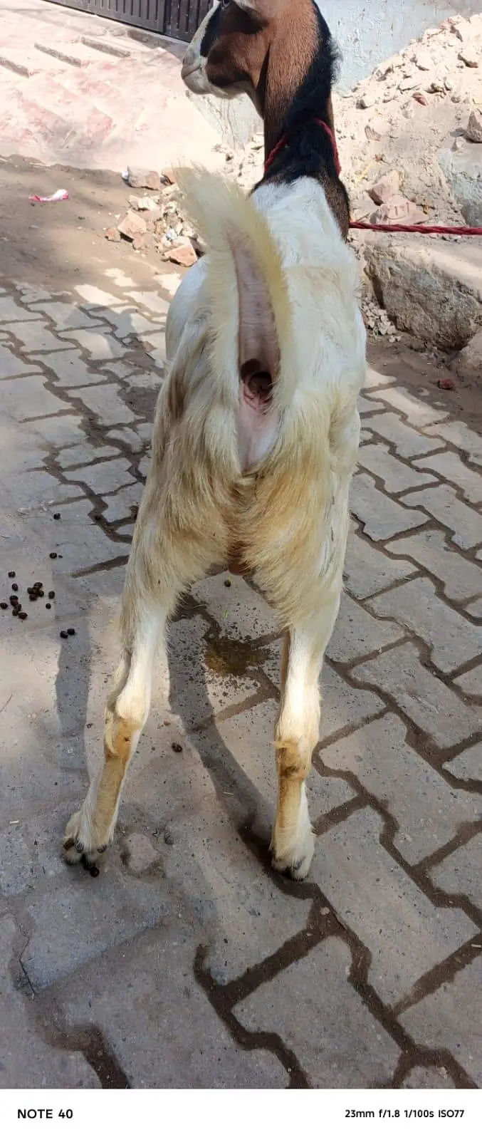 Ghulabi Ablak tedda — photo 6