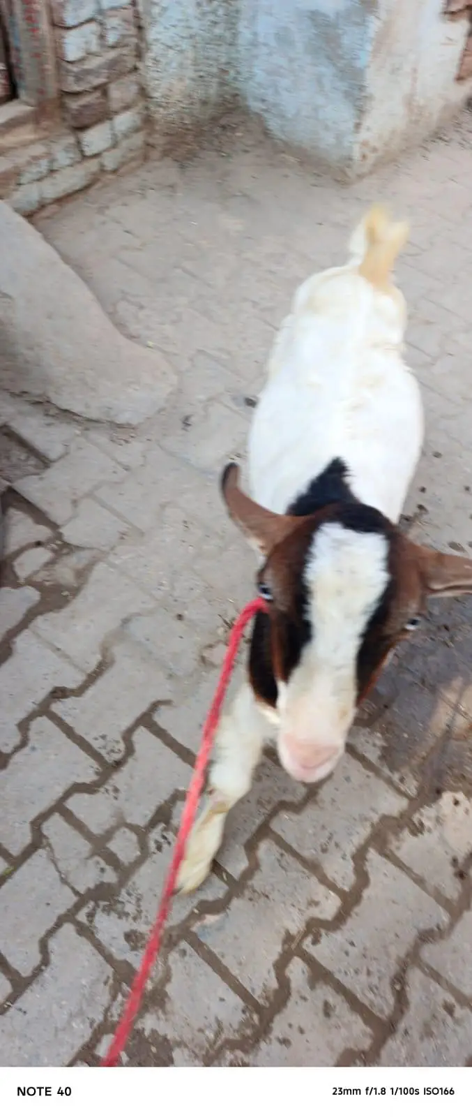 Ghulabi Ablak tedda — photo 7