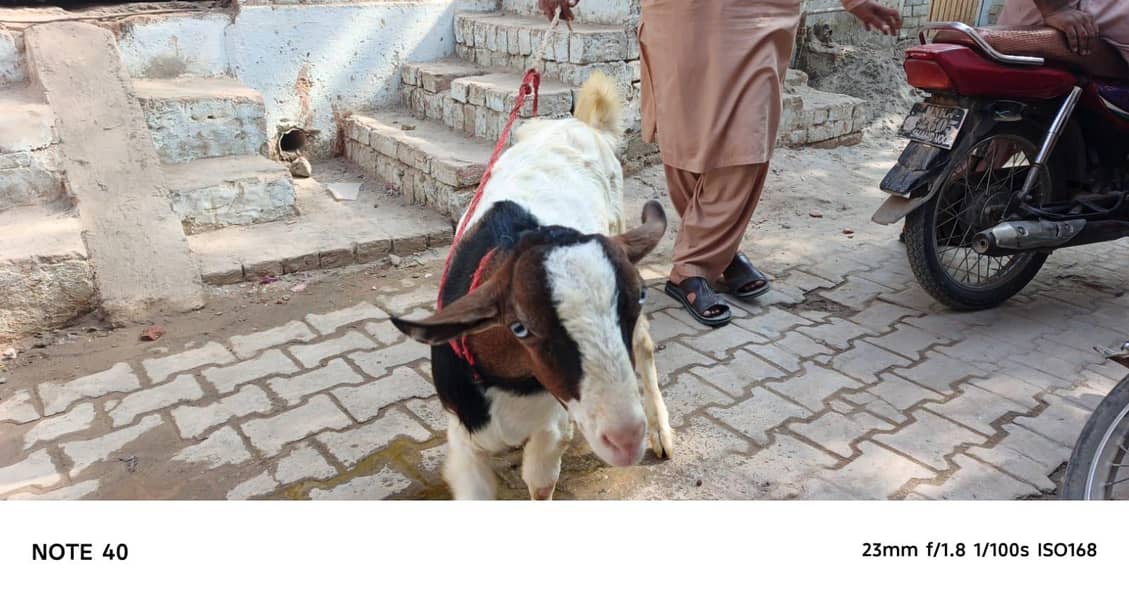 Ghulabi Ablak tedda 7