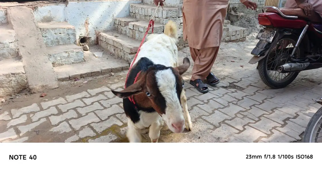 Ghulabi Ablak tedda — photo 8
