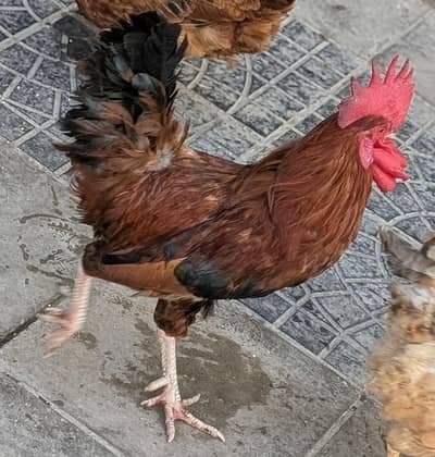 10 Murghiyan For Sale – Desi & Aseel Included | Reasonable Price