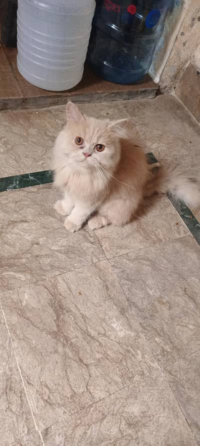 cat for sale