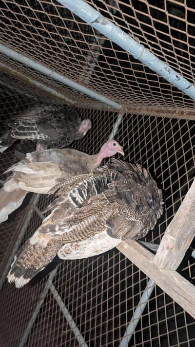 Turkey pathe
