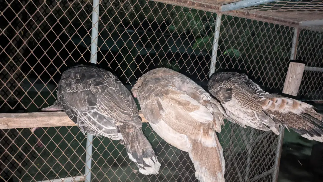 Turkey pathe — photo 2