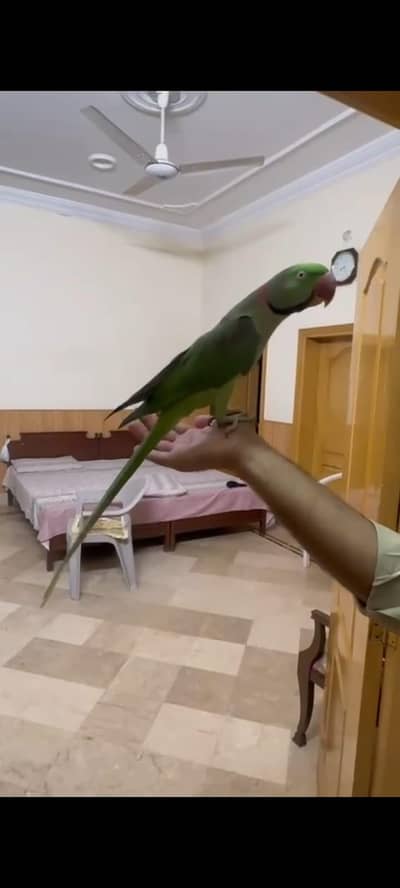 raw parrot / taking male