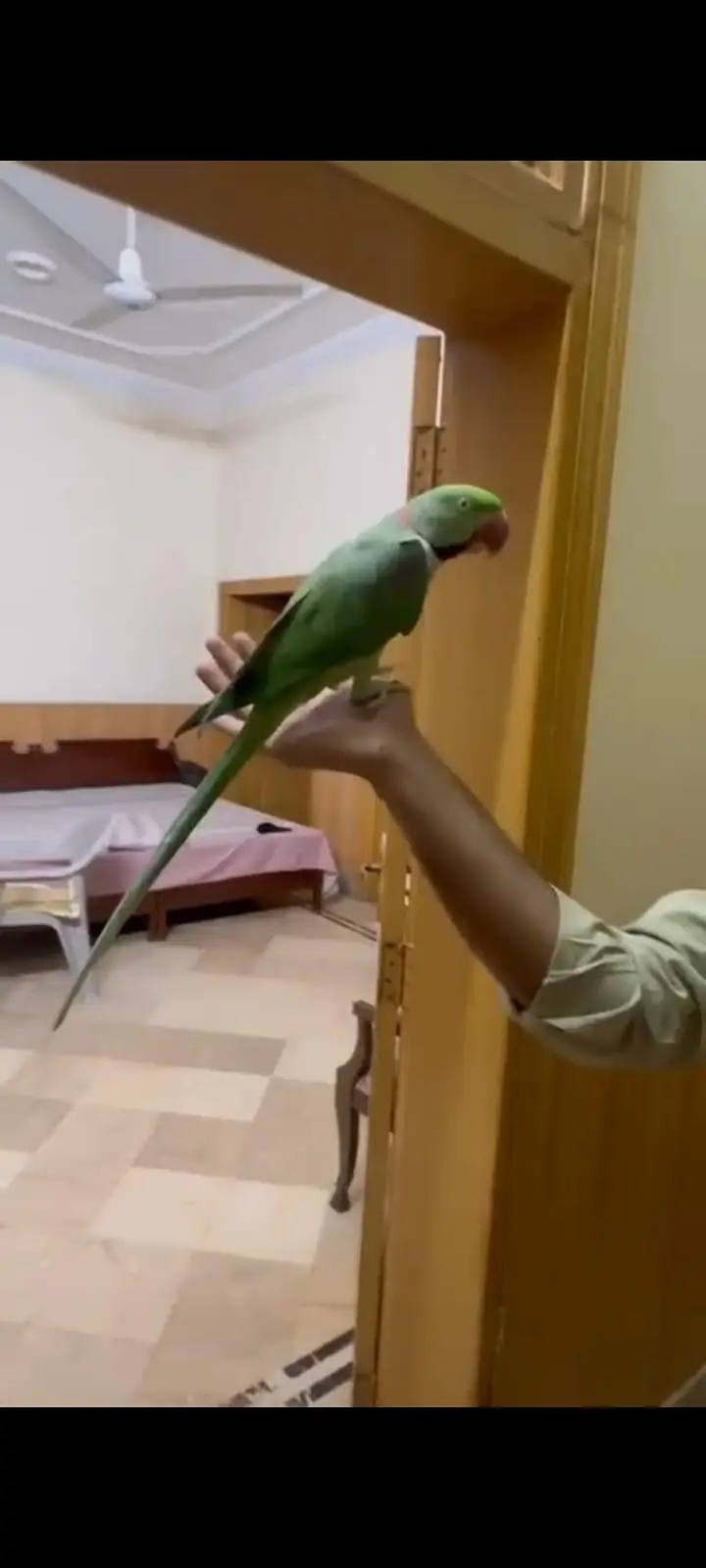 raw parrot / taking male — photo 2