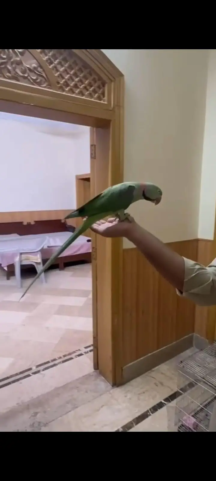 raw parrot / taking male — photo 3