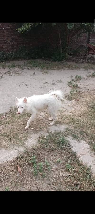urgent for sale
