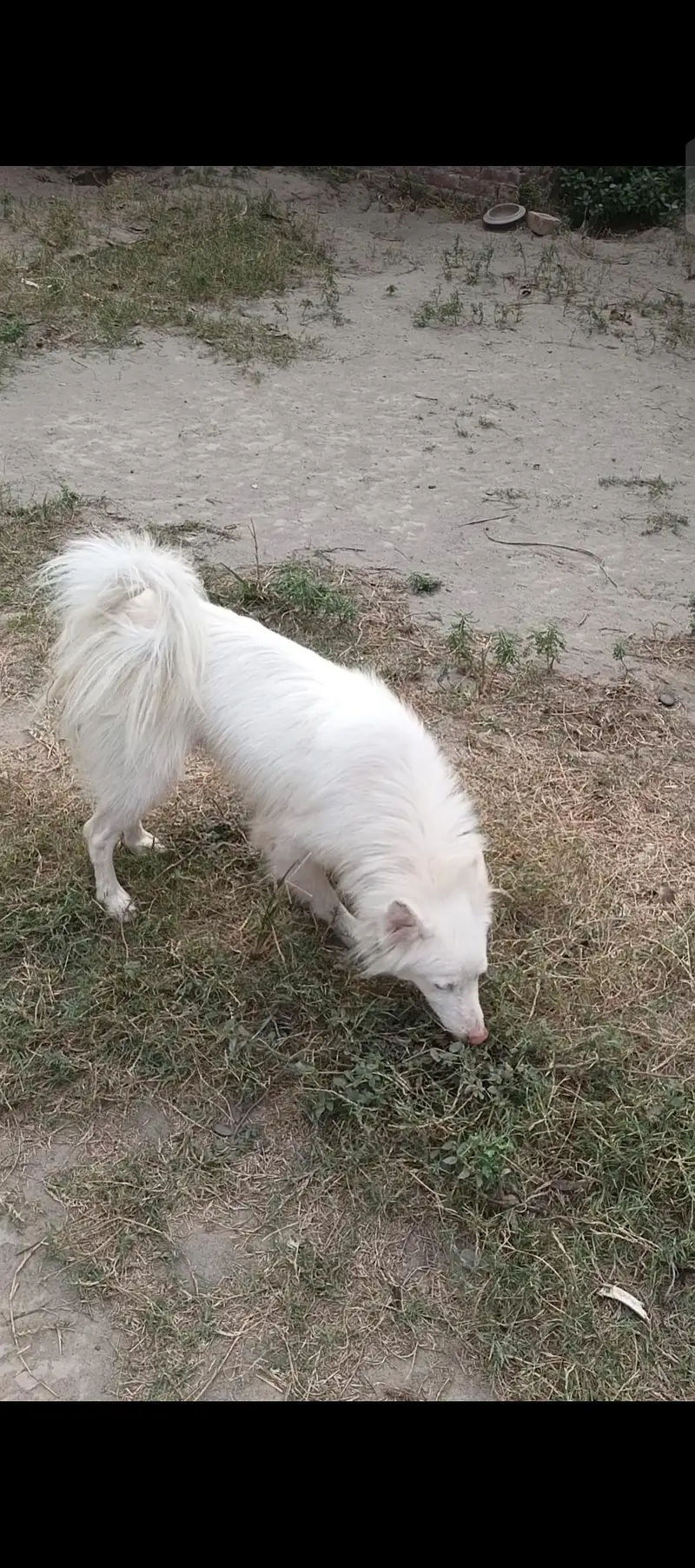 urgent for sale — photo 3