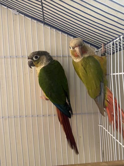 Conure bredar pair for sale.