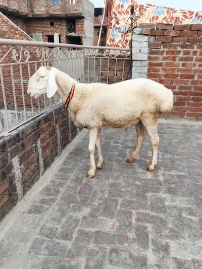dumba for sale