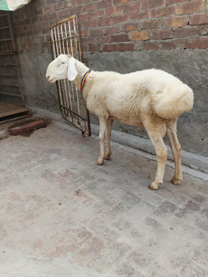 dumba for sale — photo 2