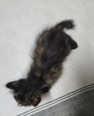 persian Kittens