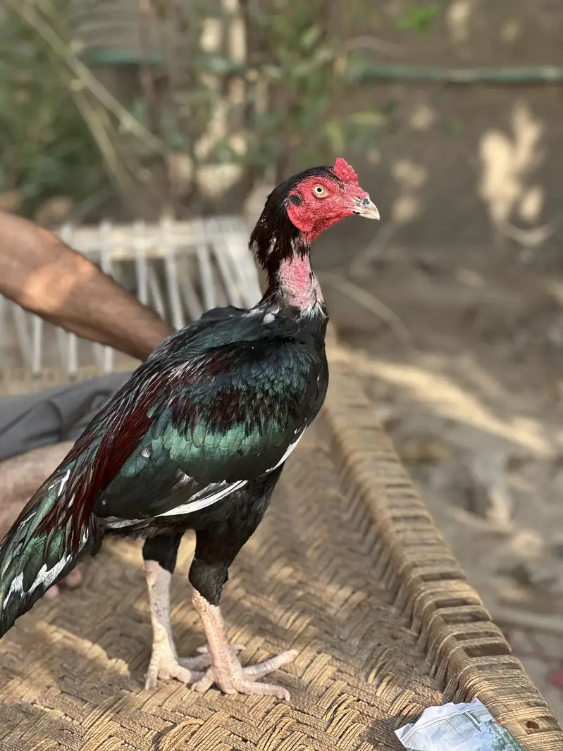 Lakha Mushka. — photo 2