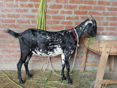 Teddi Bakri Healty and Active