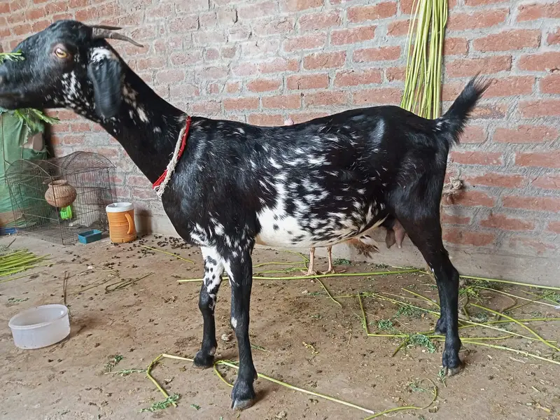 Teddi Bakri Healty and Active — photo 2
